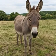Photo de profil de Bruno L.